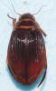 Dytiscus marginalis